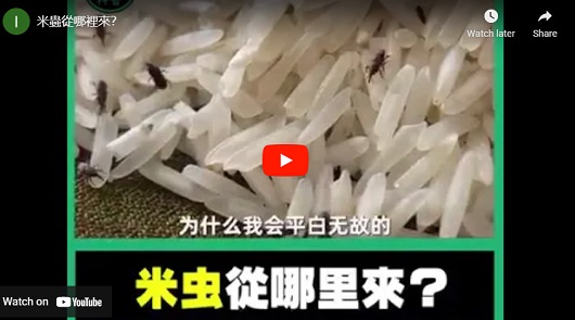 你知道米蟲從哪裡來的嗎?