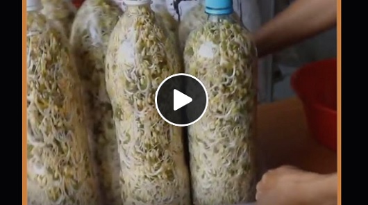 實用妙招！用寶特瓶DIY種綠豆芽！