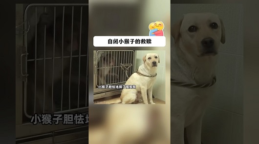 超級感動: 自閉小猴子的救贖