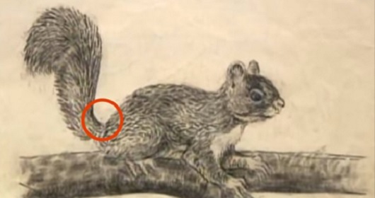 你以為那是一隻松鼠，但拉近一點看。那到底是什麼？！