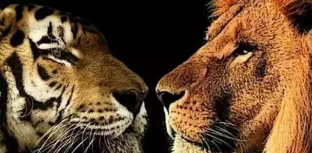 你會溝通嗎？( 深度好文 ) 獅子和老虎之間爆發了一場激烈的衝突，到最後...