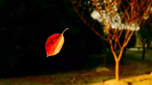 【葉子的離去是風的追求，還是樹的不挽留】